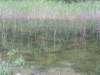 p6190046_small.jpg
